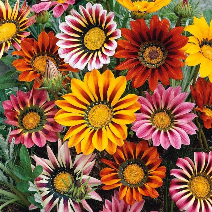 Gazania Sunshine Mix Flower Seeds-Easy To Grow In Pots - Image 3