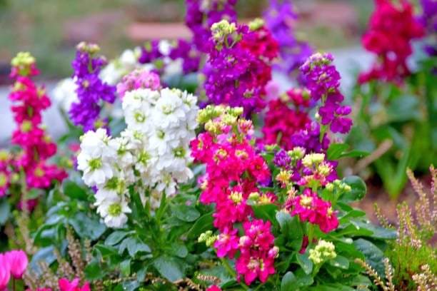 Maithola Stock op premium flower seeds