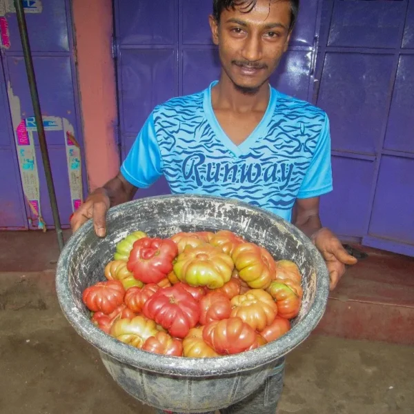 Native Srilankan Dodamkumbura tomato seeds