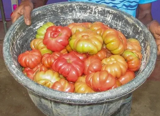 Native Srilankan Dodamkumbura tomato seeds