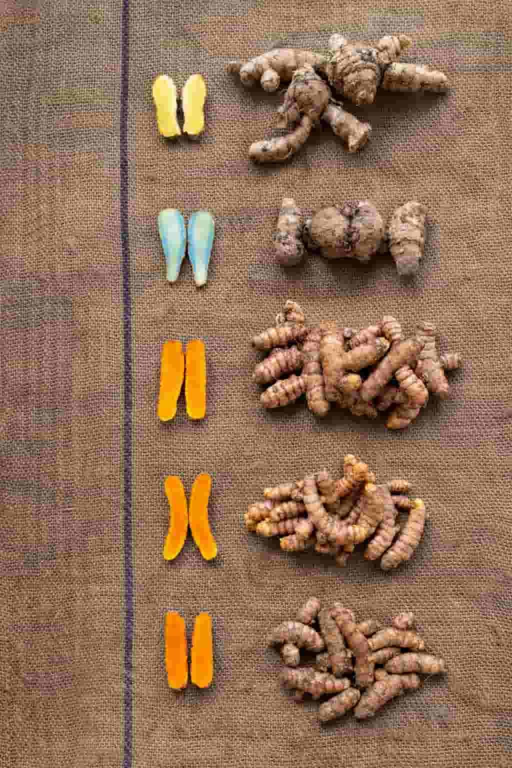Turmeric Diversity Combo Pack – 6 Exclusive Rare Native Organic Turmeric Seed Rhizomes