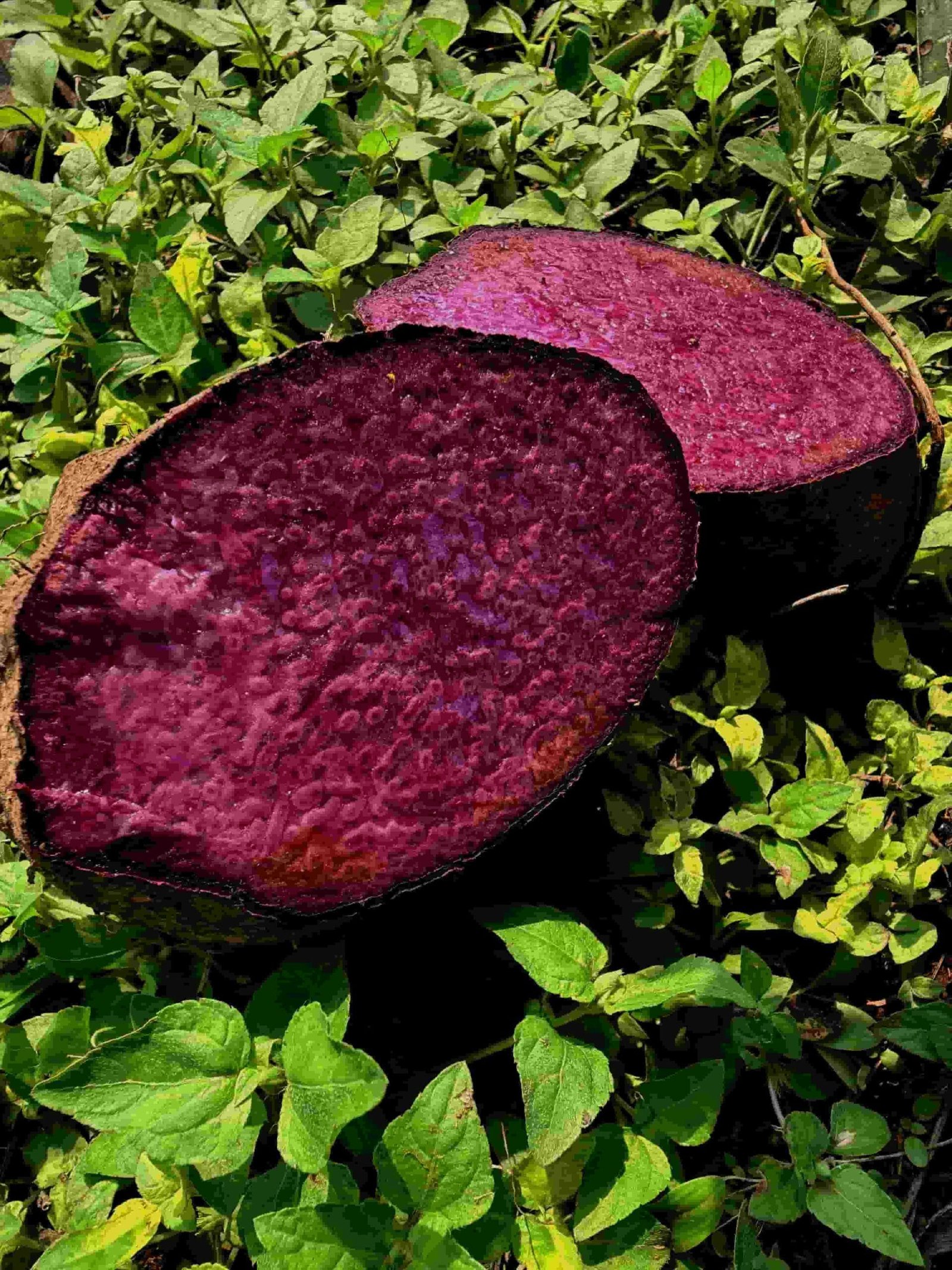 Purple Yam Seeds