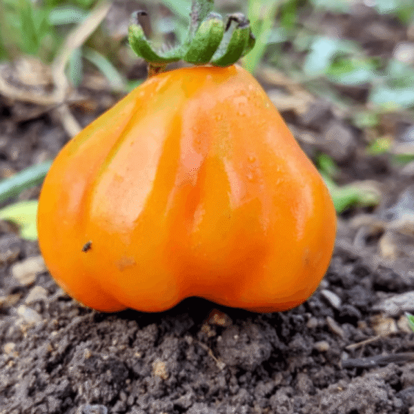 Red Oyster Native Tomato seeds