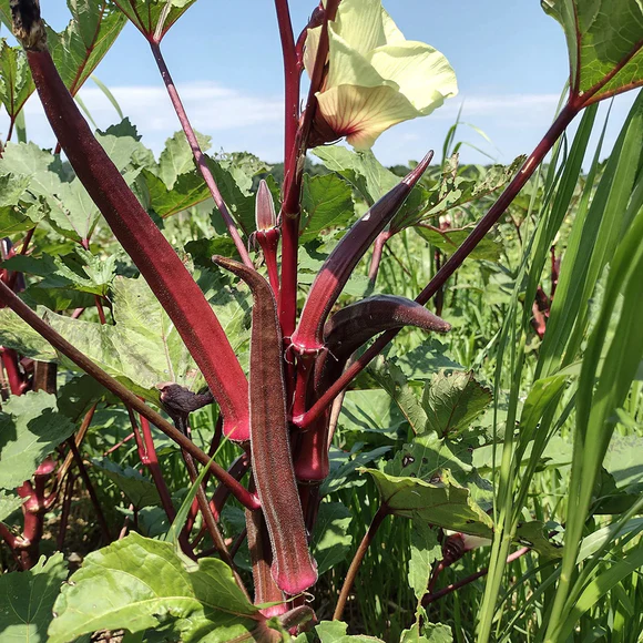 Red Elephant Tusk Okra Native Seeds