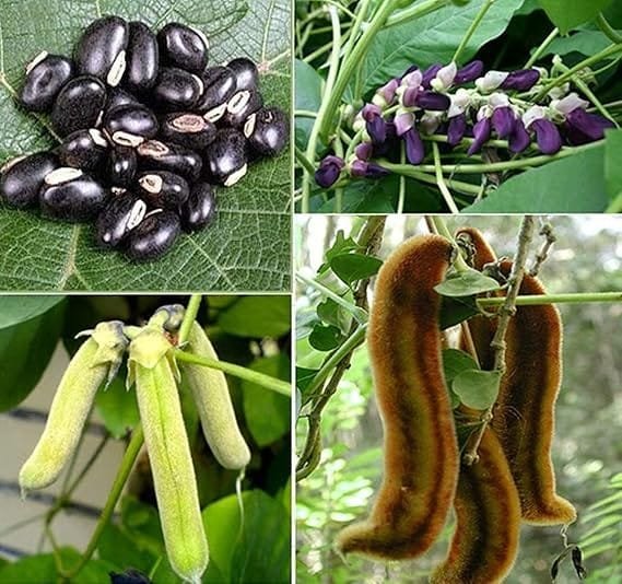 Velvet Beans Native Seeds